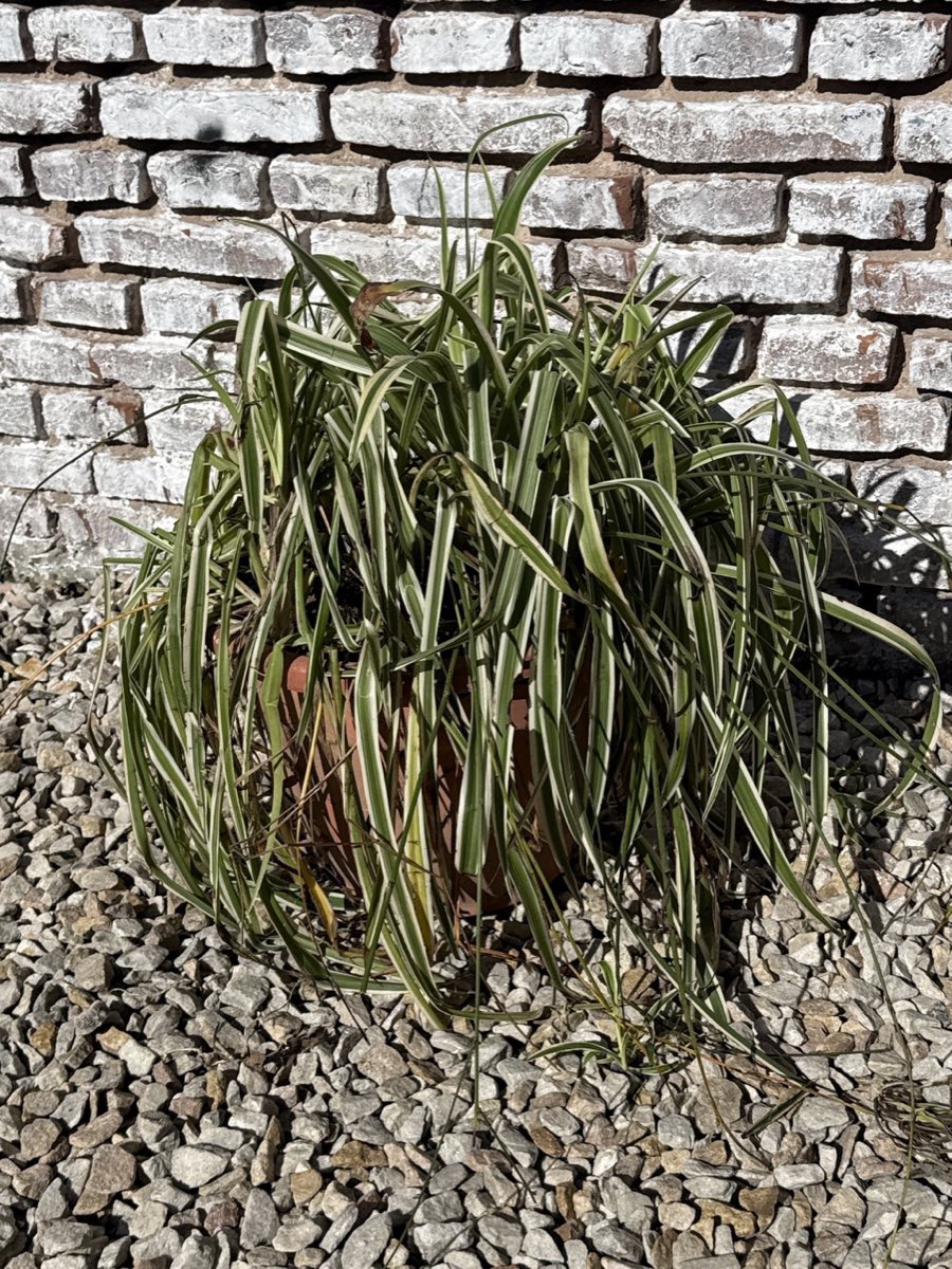 Planta en maceta grande de jardín
