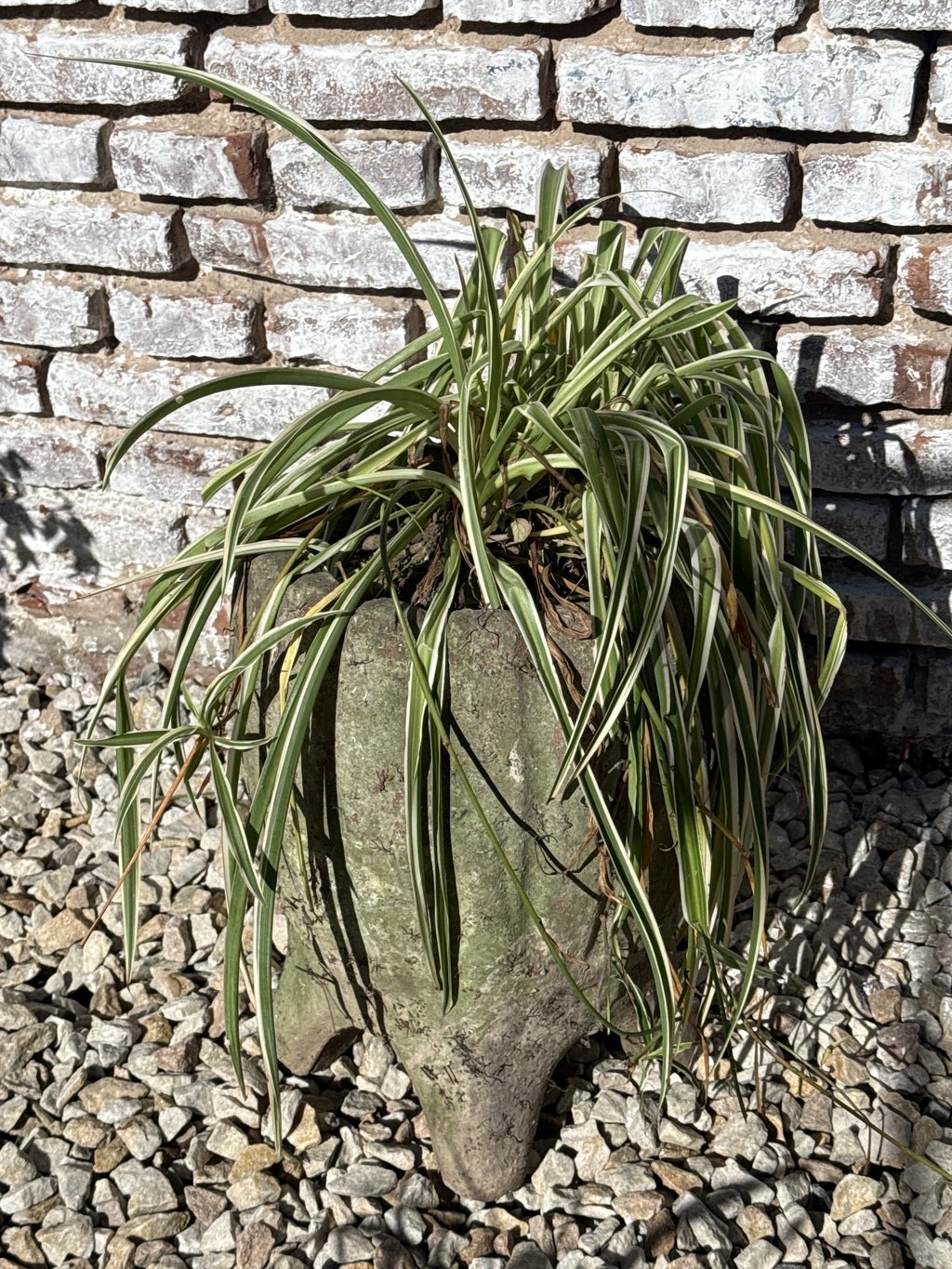 Planta ornamental en maceta rústica