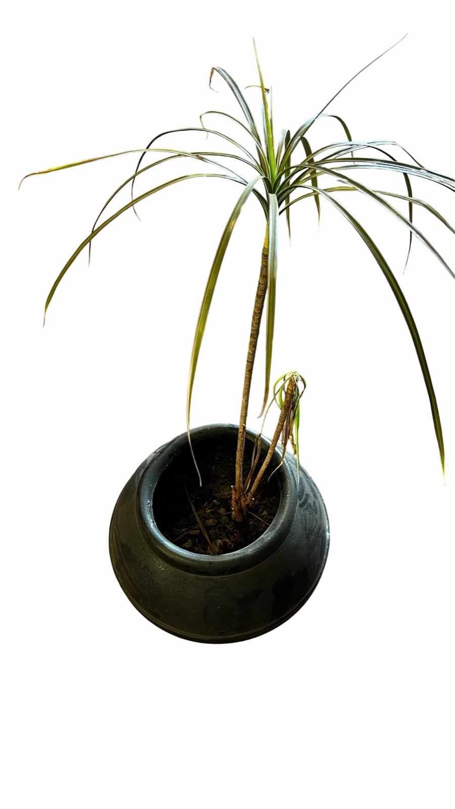 Planta en maceta redonda